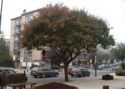 Koelreuteria paniculata / Bugás csörgőfa